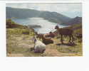 Portugal Cor 18727 - AÇORES AZORES - LAGOA DO FOGO - CABRAS CHEVRES GOAT - Açores