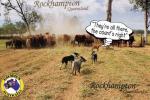 Dogs Mustering Beef Cattle, Rockhampton, Queensland - GOMOS GCA-1-21 Unused - Other & Unclassified