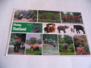 Multi Vues...chang..THAILANDE.. - Elephants