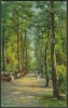 Tuck's  "Bournemouth - The Pine Walk",  C1910,  Illustrated By 'A De Breanski'.           Ha-98 - Bournemouth (until 1972)