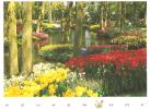 CPM PAYS BAS KEUKENHOF TULIPES - Lisse