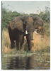 Elephant, Elefant - Elefantes