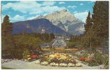 Canadian Rockies, Alpine Gardens, Banff Avenue And Cascade Mt. Unused Postcard [10301] - Altri & Non Classificati