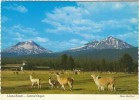 OR Oregon, Central Oregon Llama Farm, Mountain Volcano, C1970s Vintage Postcard - Other & Unclassified