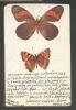 IMPERIAL  RUSSIA  BUTTERFLY  PEREUTE CHAROPS  , VANESSA URTICAE  , OLD POSTCARD RED CROSS ISSUE - Schmetterlinge