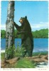 Canada, Black Bear, Here Come The Tourists Again, Unused Postcard [10380] - Bears