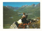 Cp, Suisse, Heidiland Im Oberengadin,  Voyagée 1988 - Other & Unclassified