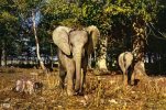 RESERVE AFRICAINE DU CHATEAU DE THOIRY EN YVELINES...ELEPHANTS...CPM - Elefantes