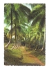 Cp, Les Caraïbes, The Sunny Caribbean, Allée De Cocotiers, Voyagée 1970 - Other & Unclassified