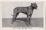 AK HUNDE CHIEN BRINGE  RACE DOGUES DANOIS  OLD POSTCARD 1940 - Dogs
