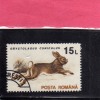 ROMANIA  - ROMANA 1993 FAUNA ANIMALS ORYCTOLAGUS CUNICULUS - ANIMALI LEPRE USED - Usati