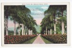 USA -ROYAL PALMS & HIBISCUS HEDGE~Vintage Hawaii Garden View - Ca1920s-1930s Postcard   [c2333] - Sonstige & Ohne Zuordnung