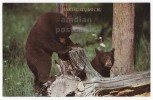 USA HARTFORD Michigan MI, BROWN BEAR EXAMINING TREE TRUNK - C1960s Vintage Chrome Postcard   [c2334] - Bären