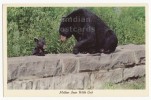 USA -MOTHER And CHILD BEAR And CUB ~ANIMALS~ C1960s Vintage Chrome Postcard   [c2412] - Bären