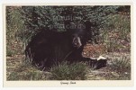 USA -YOUNG BLACK BEAR CUB ~ ANIMALS ~ C1960s Vintage Chrome Postcartd    [c2412] - Ours