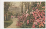 CHARLESTON,  MAGNOLIA GARDENS, NM Cond. Hand Colored PC, Unused, 1910s - Charleston