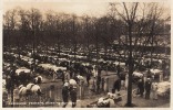 LEEUWARDEN : LEEUWARDER VEEMARKT AFDEELING RUNDEREN / MARCHÉ De BOVINS - CARTE ´VRAIE PHOTO´ (l-424) - Leeuwarden