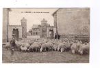 LIMOURS   -   La  Ferme  Du  Couvent  -  Moutons - Limours