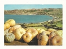 Cp, Malte, Ghadira Bay, Voyagée 1976 - Malta