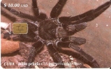 105 TARJETA DE CUBA DE UNA ARAÑA PELUDA (SPIDER) - Other & Unclassified
