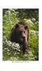 THE FRIEND FROM BUCEGI : OURS De CARPATHES / CARPATHIAN'S BEAR - SIZE ~ 11 X 18 CM (l-500) - Bears