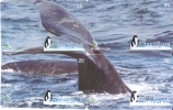 PUZZLE DE 4 TARJETAS DE BRASIL DE UNA BALLENA (WHALE) - Puzzle