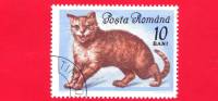 ROMANIA - ROMANA - Nuovo Obliterato - 1965 - Gatti - Chats - European Cat - 10 Bani - Unused Stamps