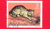 ROMANIA - ROMANA - Nuovo Obliterato - 1965 - Gatti - Chats - European Cat - 5 Bani - Neufs