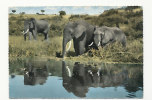 East Africa. Eléphants Qui S'abreuvent. Kenya. 1965 - Elefantes