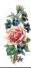 Decoupis Fleur Chocolaterie De La Drôme Tain 26 Rose - Bloemen