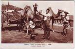 ADEN. CAMEL STEAMER POINT . CAMELS BEING FED. ANIMATION. DROMADAIRES ATTELES. - Jemen