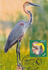 BIRDS ARDEA PURPUREA 2012 CM MAXICARD,CARTES MAXIMUM RARE ROMANIA. - Ooievaars