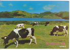 San Miguel. Paysage Avec Troupeau De Vaches. - Açores