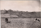 65 - CASTELNAU-RIVIERE-BASSE: Vue Générale. CPSM 1956 - Castelnau Riviere Basse