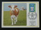 Vache Cow Lait Milk Dairy Maximum Maxi Card Autriche Austria - Cows