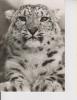 Tierpark Zoo Schneeleopard Sw 1974 - Tigres