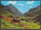 Austria PPC Hochtal Gerlos Blick Vom Wimmertal Auf Wechselspitze Und Rotkopf Zillertal Tirol Cow Vache Kuh - Zillertal