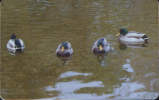 Romania-2007-Ducks-2/scan S - Gallinaceans & Pheasants