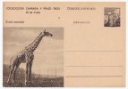 Czechoslovakia - Postal Card - Giraffe Masai - Unused - Giraffes