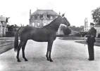 J51 / CPSM DENTELLE 1960 CHEVAL   / ELEVAGE FRANCAIS  / LE TROTTEUR - Reitsport