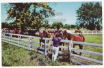 USA NAPPANEE AMISH COUNTRY~INDIANA - HORSE FARM SCENE ~ C1960s Vintage Postcard [c2508] - Altri & Non Classificati