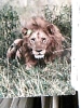 LEONE  AFRICA  N1970 DV1703 - Lions