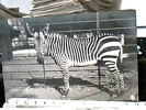 ZEBRA ALLO ZOO  ED  NPG 1900 N1900 DV1724 - Zebre