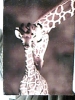 GIRAFFA CON CUCCIOLO  KENYA VB1996   DV1730 - Jirafas