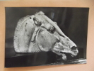 Cp Horse Of Selene - Sculture
