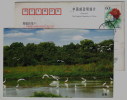 White Egret Bird,China 2004 Hangzhou Landscape Advertising Pre-stamped Card - Ooievaars