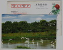 White Egret Bird,China 2004 Hangzhou Landscape Advertising Pre-stamped Card - Cigognes & échassiers