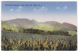 PGL AT017 - ST KITTS MOUNTAIN SCENERY OLD ROAD 1940's - St. Kitts Und Nevis