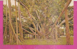 FORT MYERS     -   * BANYAN TREE  *   -   Publisher :  INT. GRAPHICS   N°/ - Fort Myers