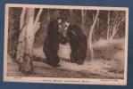 BEDFORDSHIRE DUNSTABLE - CP SLOTH BEARS - WHIPSNADE PARK - PHOTO BY F. W. BOND - - Bären